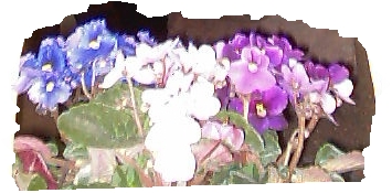 violette2.jpg (54760 byte)